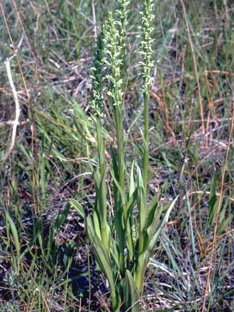 Platanthera aquilonis (Northern green orchid) #15480