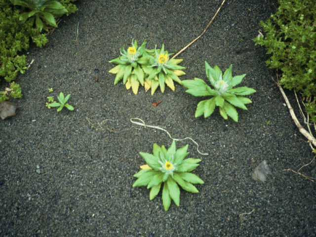 Senecio pseudoarnica (Seaside ragwort) #19358
