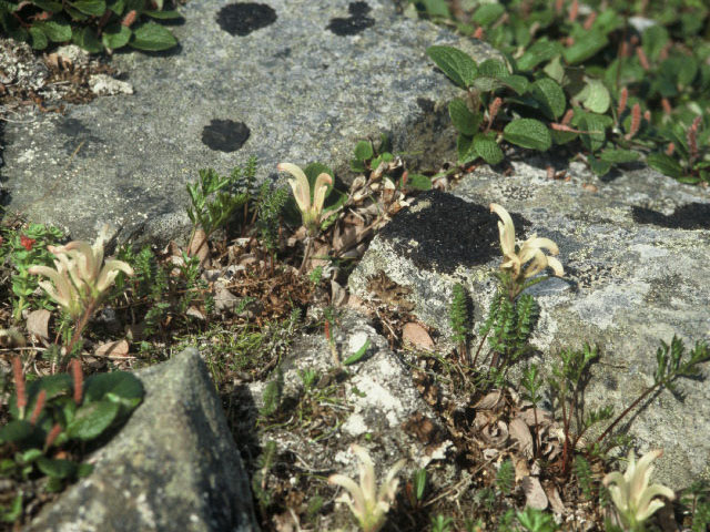 Pedicularis capitata (Capitate lousewort) #19368