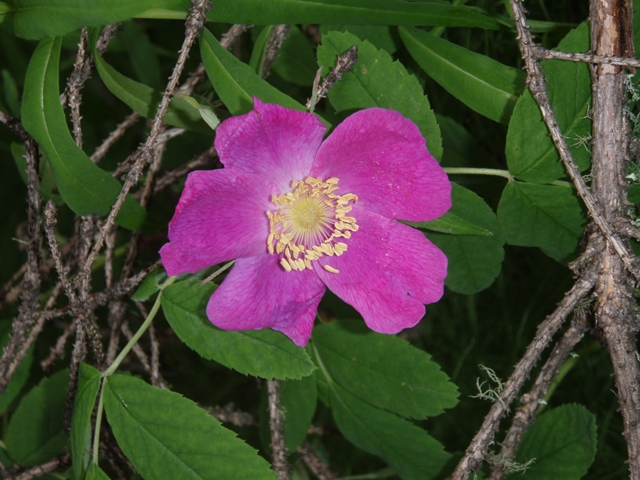 Rosa acicularis (Prickly rose) #27741