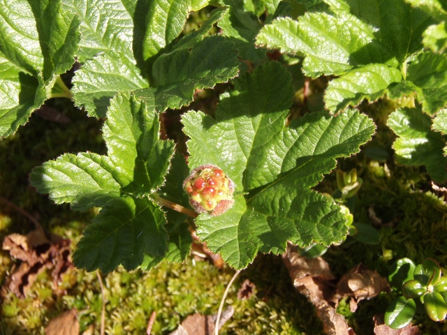 Rubus chamaemorus (Cloudberry) #27751