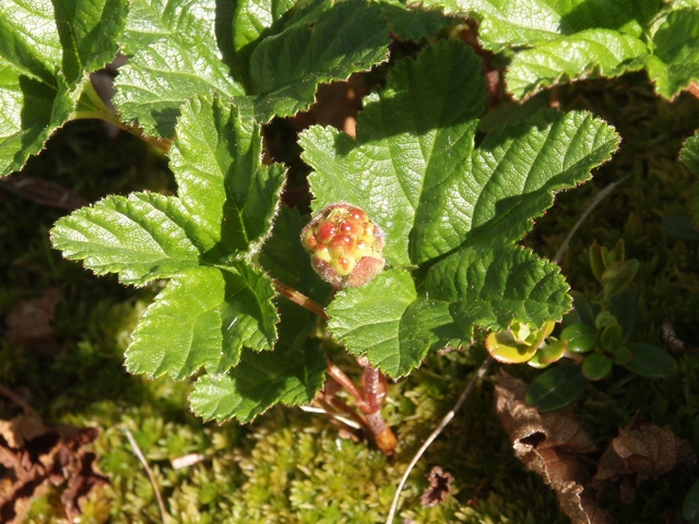 Rubus chamaemorus (Cloudberry) #27752