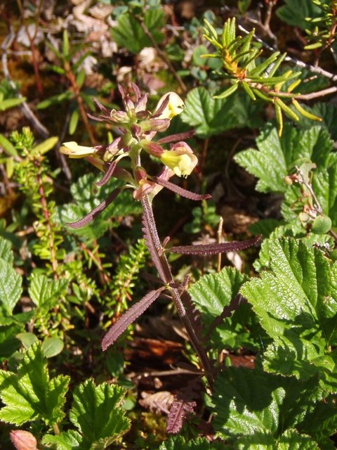 Pedicularis labradorica (Labrador lousewort) #27755