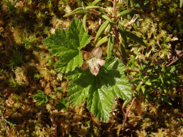 Rubus chamaemorus (Cloudberry) #27757