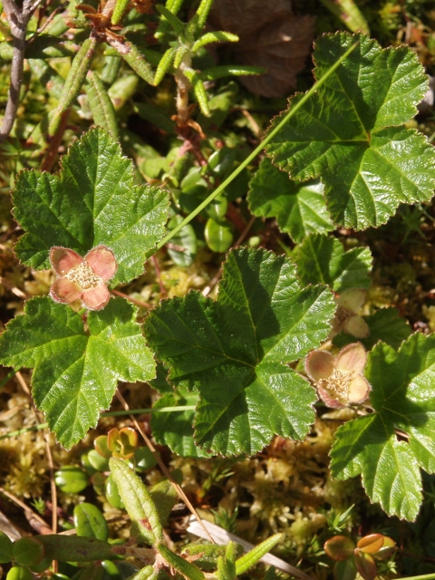 Rubus chamaemorus (Cloudberry) #27758