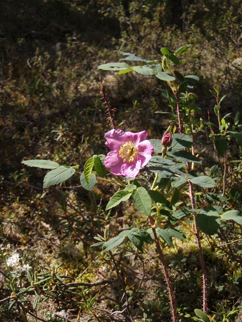 Rosa acicularis (Prickly rose) #27760