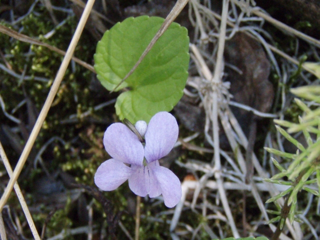 Viola epipsila (Dwarf marsh violet) #27778