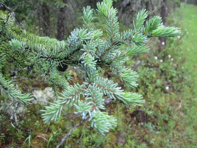 Picea mariana (Black spruce) #28666