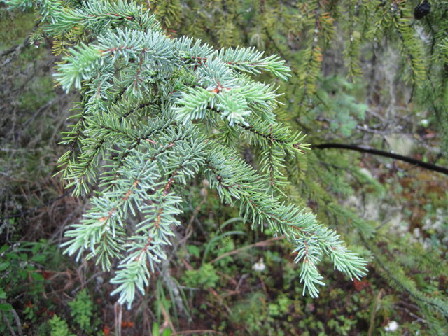 Picea mariana (Black spruce) #28667