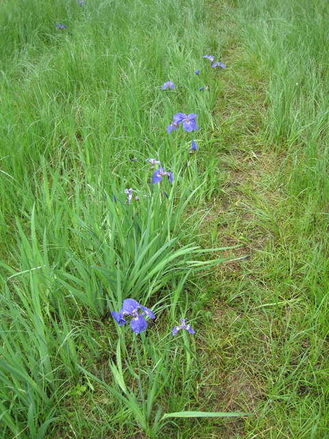 Iris setosa (Beachhead iris) #28668