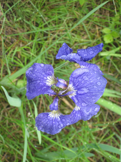 Iris setosa (Beachhead iris) #28669