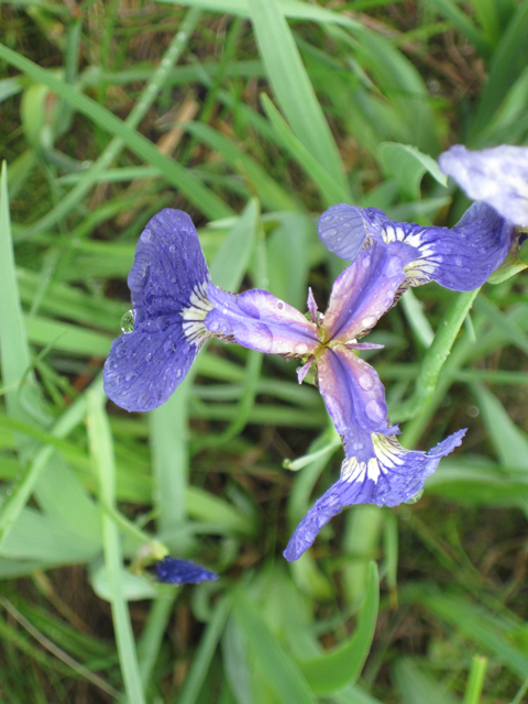 Iris setosa (Beachhead iris) #28671