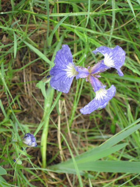 Iris setosa (Beachhead iris) #28673