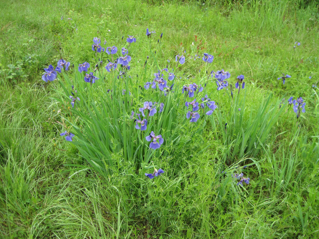 Iris setosa (Beachhead iris) #28674