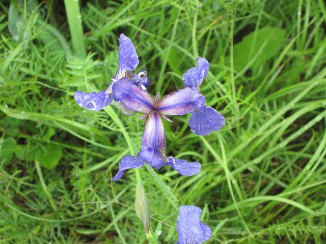 Iris setosa (Beachhead iris) #28675
