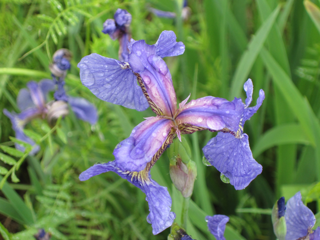 Iris setosa (Beachhead iris) #28676