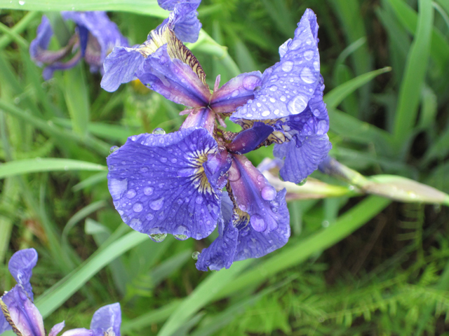 Iris setosa (Beachhead iris) #28678