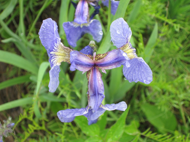 Iris setosa (Beachhead iris) #28679