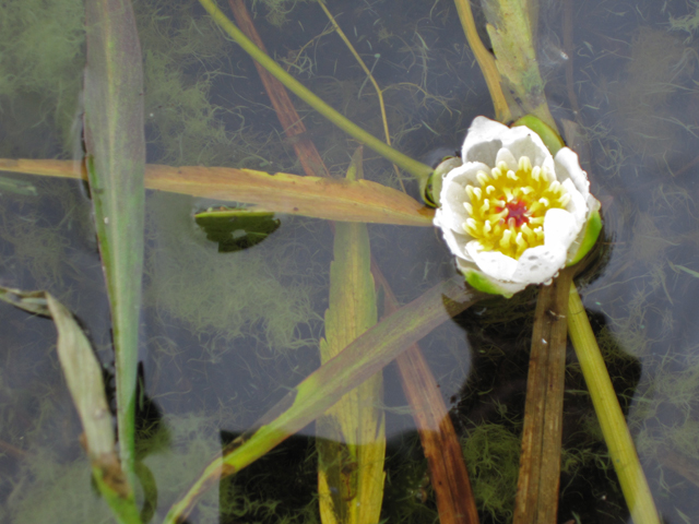 Nymphaea tetragona (Pygmy waterlily) #28692