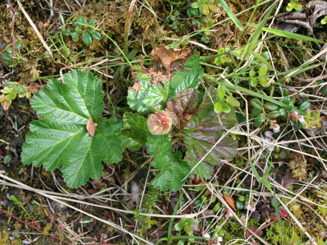 Rubus chamaemorus (Cloudberry) #28712
