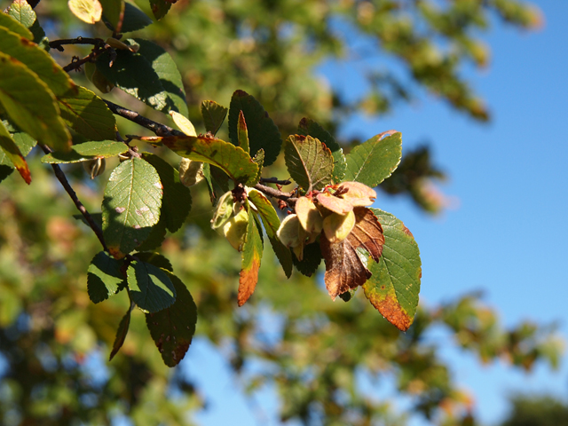 Ulmus crassifolia (Cedar elm) #28746