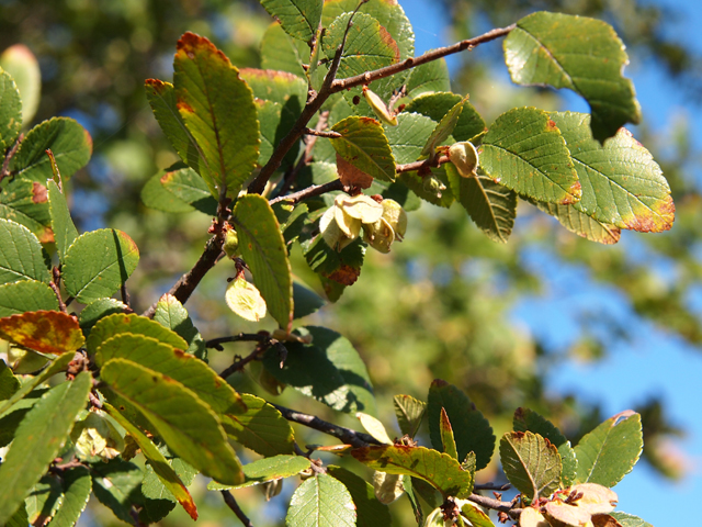 Ulmus crassifolia (Cedar elm) #28747