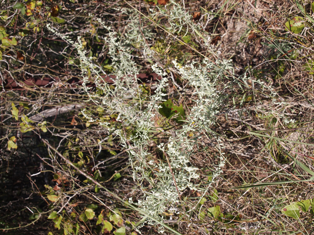 Artemisia ludoviciana (Louisiana artemisia) #28748