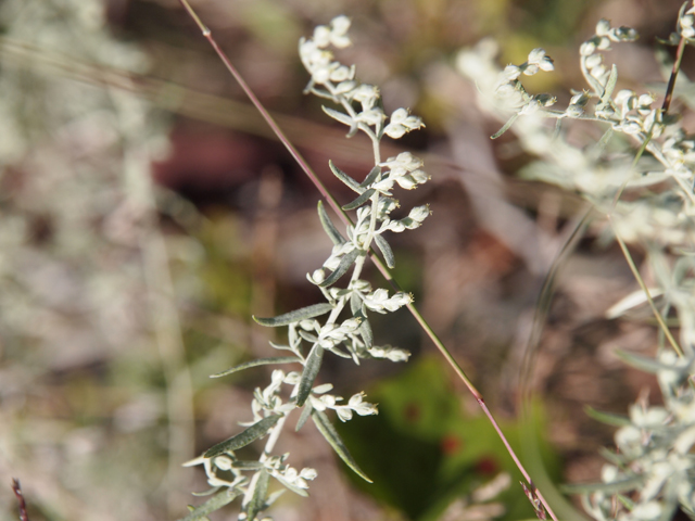 Artemisia ludoviciana (Louisiana artemisia) #28749