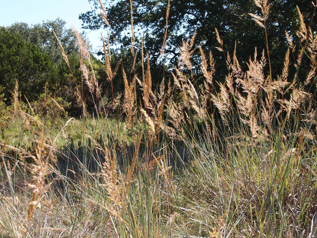 Sorghastrum nutans (Indiangrass) #28756