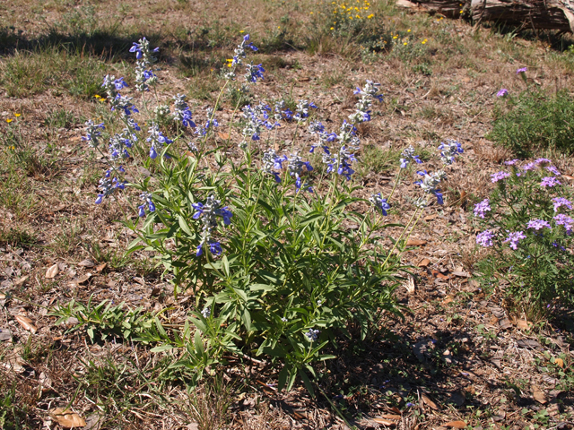 Salvia farinacea (Mealy blue sage) #28772