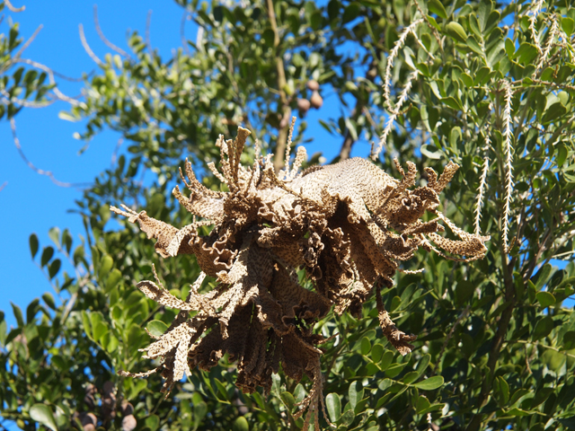 Sophora secundiflora (Texas mountain laurel) #28775