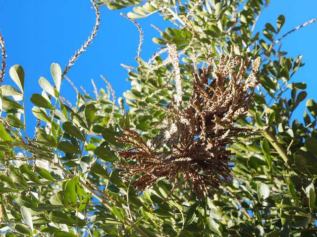 Sophora secundiflora (Texas mountain laurel) #28778