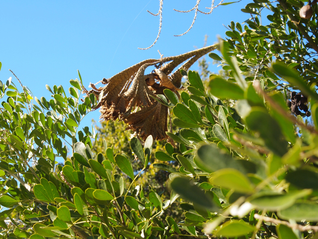 Sophora secundiflora (Texas mountain laurel) #28782