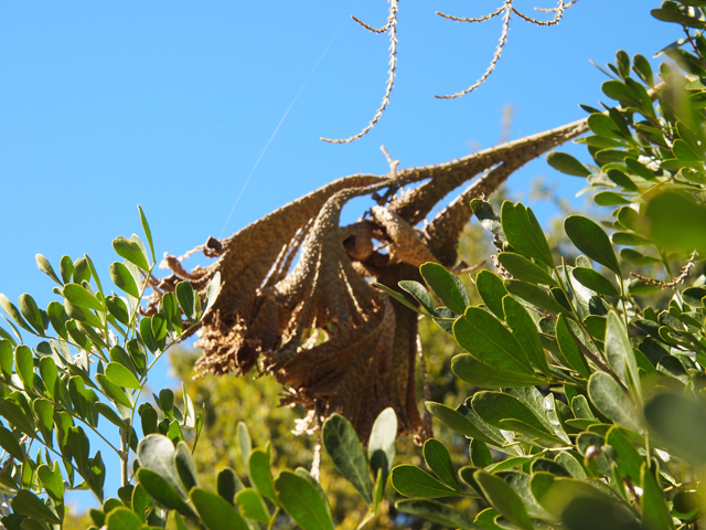 Sophora secundiflora (Texas mountain laurel) #28784