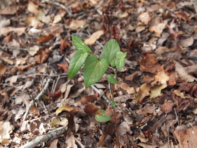 Aristolochia serpentaria (Virginia snakeroot) #28785