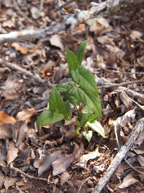 Aristolochia serpentaria (Virginia snakeroot) #28789
