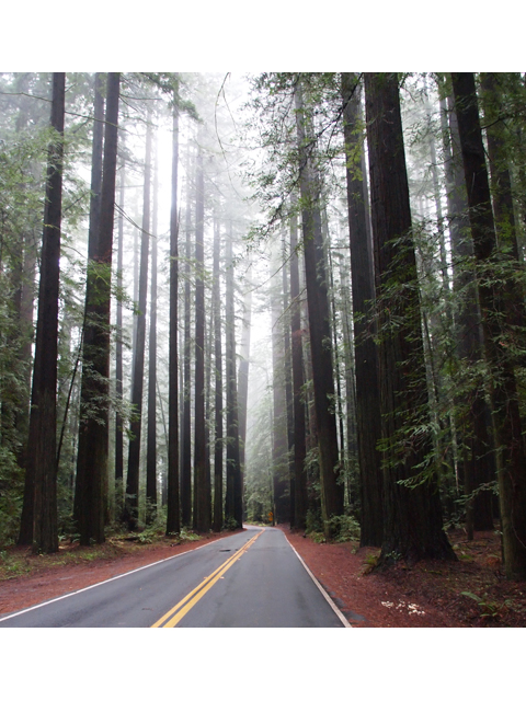 Sequoia sempervirens (Coast redwood) #28795