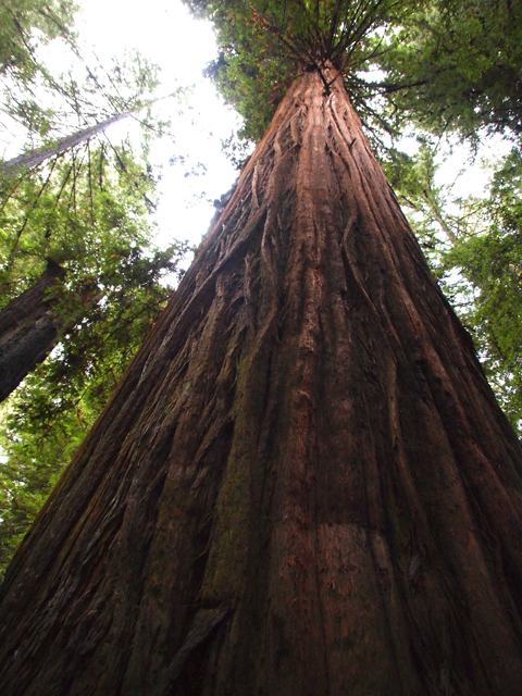 Sequoia sempervirens (Coast redwood) #28796