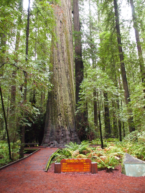 Sequoia sempervirens (Coast redwood) #28798