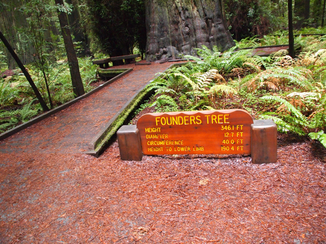 Sequoia sempervirens (Coast redwood) #28799