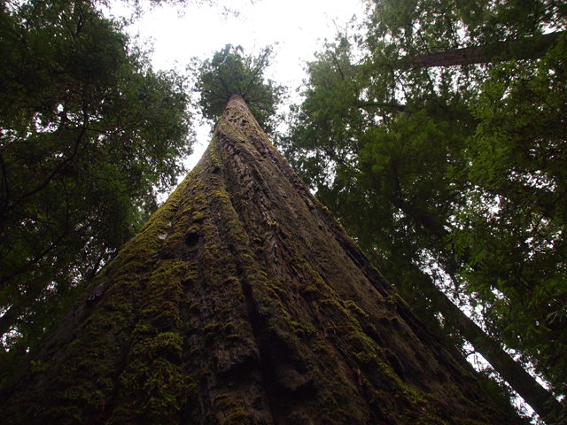 Sequoia sempervirens (Coast redwood) #28800