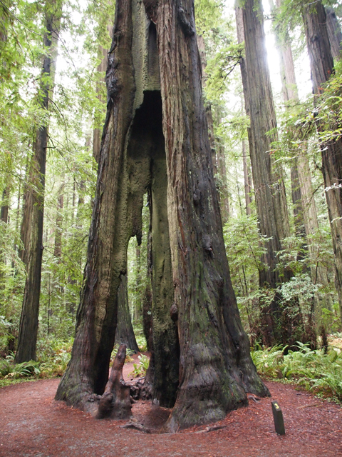 Sequoia sempervirens (Coast redwood) #28802