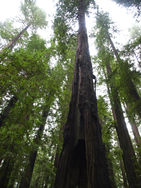 Sequoia sempervirens (Coast redwood) #28803