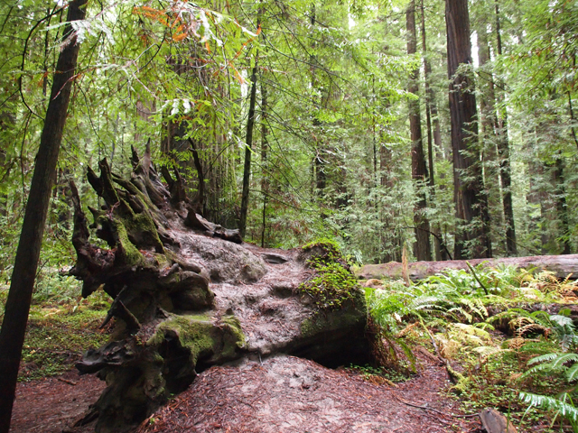 Sequoia sempervirens (Coast redwood) #28805