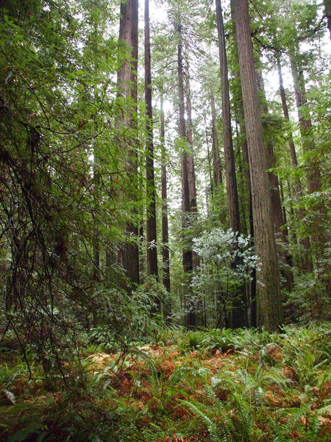 Sequoia sempervirens (Coast redwood) #28806