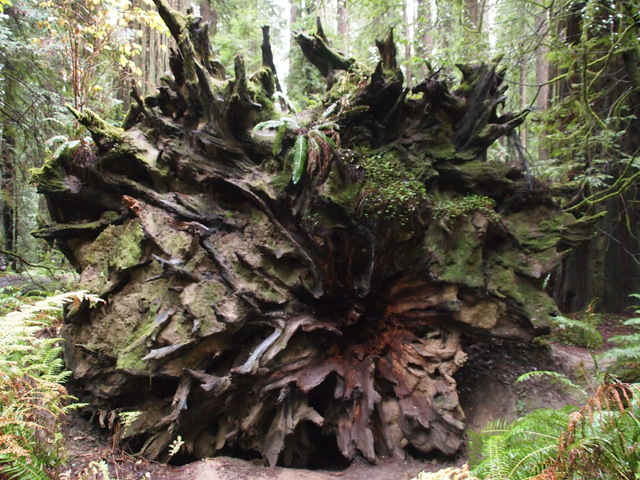 Sequoia sempervirens (Coast redwood) #28807
