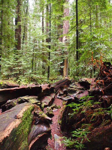 Sequoia sempervirens (Coast redwood) #28811