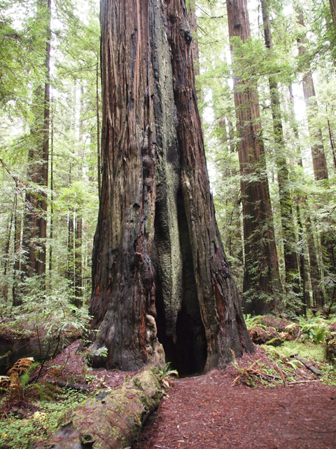 Sequoia sempervirens (Coast redwood) #28812