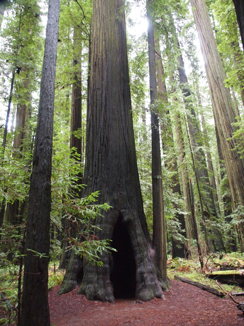 Sequoia sempervirens (Coast redwood) #28814
