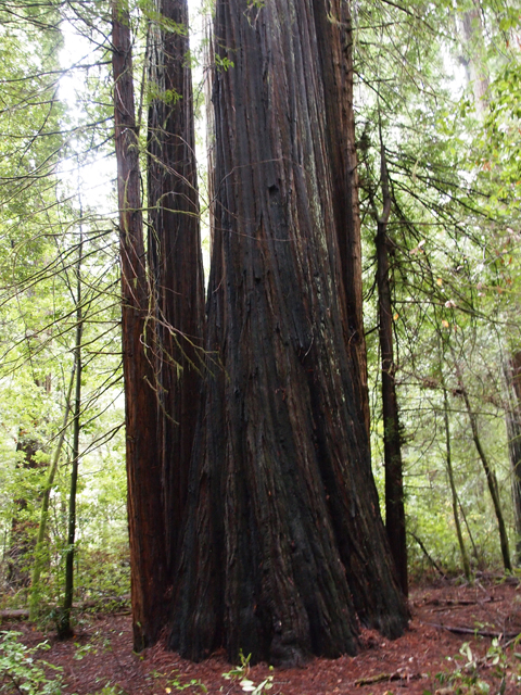 Sequoia sempervirens (Coast redwood) #28817